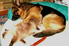 german-shepherd-lying-with-cat