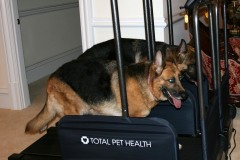 german-shepherd-on-treadmill
