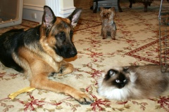 german-shepherd-with-cat