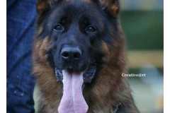 cyrus_head1
