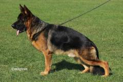 cyrus_stand11