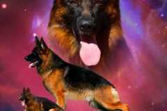 fasap_new_collage
