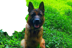 image-3