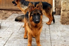 Ivan-2