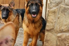 Ivan-6
