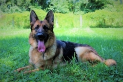 shak
