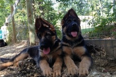 volvo_pups1
