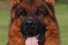 whillo_face1