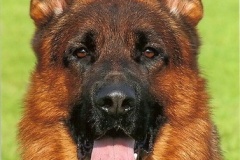 willas_head1