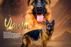 yawa-poster