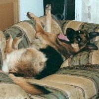 german-shepherd-laughing